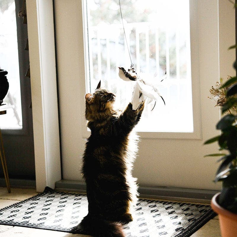 🔥Last Day Buy 1 Get 1 Free $14.99 Each🔥Interactive Bird Simulation Cat Toy Set